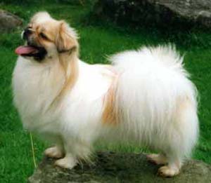 SPANIEL DE TIBET